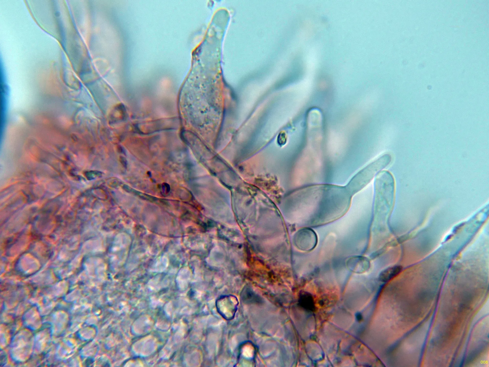 Microscopía de Mycena aetites - 10 - Queilocistidios-008